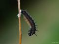 Nymphalis xanthomelas (Sarı Ayaklı Nimfalis)